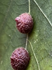 Caryomyia turbanella