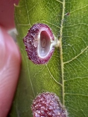 Caryomyia turbanella