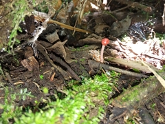 Paraisaria amazonica