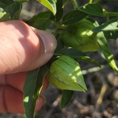 Physalis longifolia