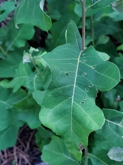 Lactuca serriola