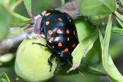 Pachycoris klugii