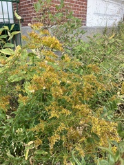 Solidago odora