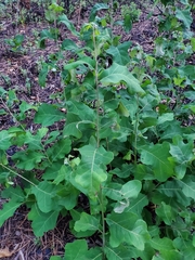 Lactuca serriola