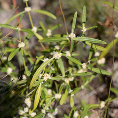 Alternanthera angustifolia