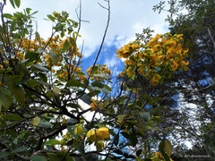 Senna macranthera