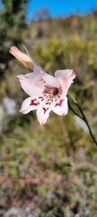 Gladiolus debilis