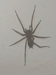 Tegenaria domestica