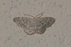 Scopula marginepunctata