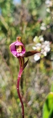 Disperis capensis capensis