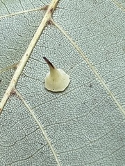 Caryomyia sanguinolenta