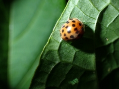 Henosepilachna vigintioctopunctata