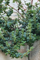 Parietaria judaica