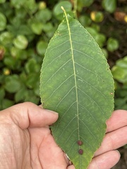 Caryomyia turbanella