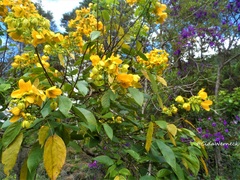 Senna macranthera