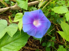 Ipomoea nil