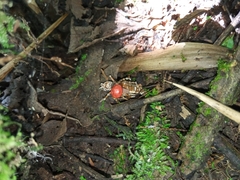 Paraisaria amazonica