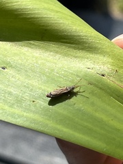 Lygaeoidea