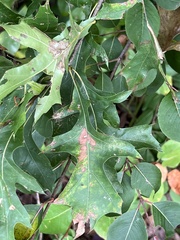 Kokkocynips difficilis