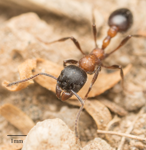 布氏狂蚁Manica bradleyi