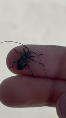 Leptostylopsis terraecolor