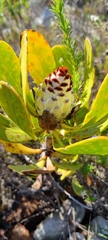 Protea speciosa