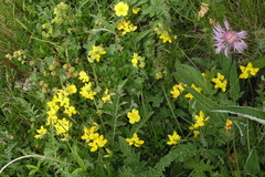 Lotus corniculatus