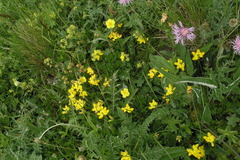 Lotus corniculatus