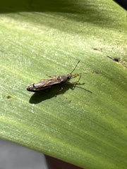 Lygaeoidea
