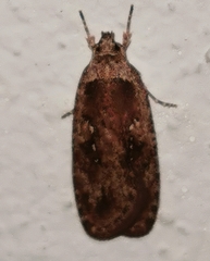 Agonopterix heracliana