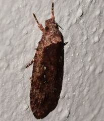 Agonopterix heracliana