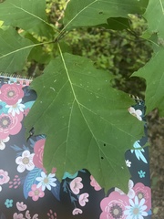 Fagaceae
