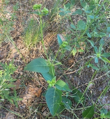 Mirabilis nyctaginea