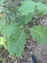 Fagaceae