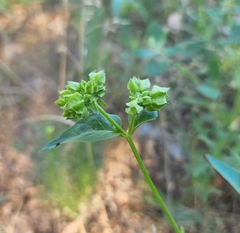 Mirabilis nyctaginea