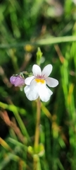 Nemesia affinis