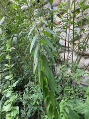 Asclepias incarnata