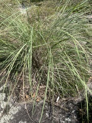 Eragrostis parviflora