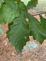 Quercus michauxii
