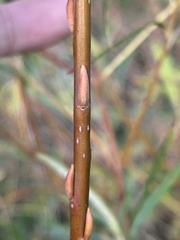 Salix viminalis