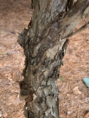 Quercus michauxii
