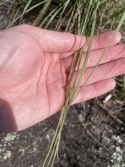 Eragrostis parviflora