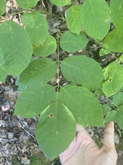 Fraxinus biltmoreana
