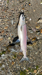 Oncorhynchus nerka