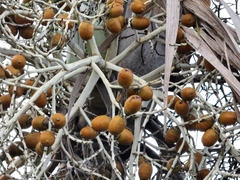 Carpoxylon macrospermum