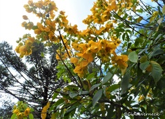 Senna macranthera