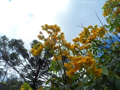 Senna macranthera