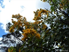 Senna macranthera