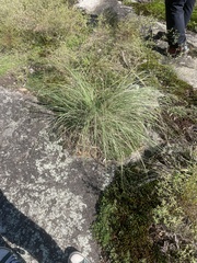 Eragrostis parviflora