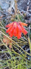 Erica cerinthoides